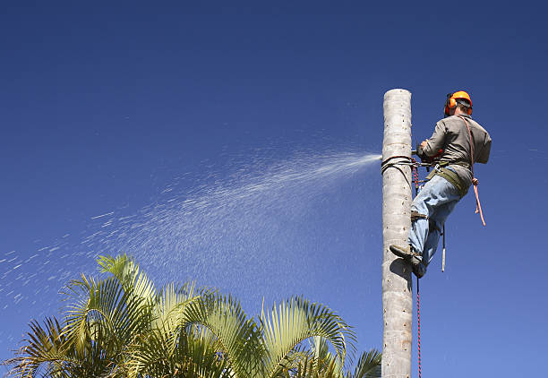 Professional Tree Services in Allen Park, MI