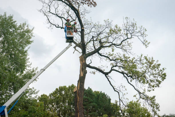 How Our Tree Care Process Works  in  Allen Park, MI